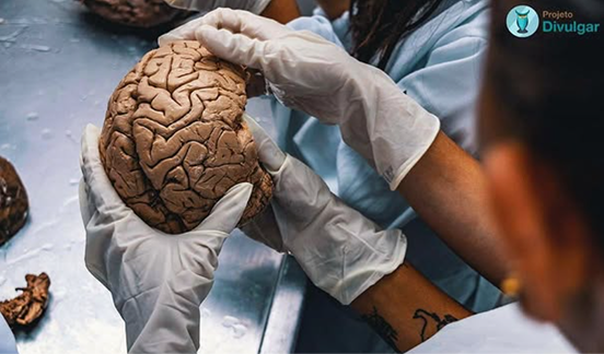 Mãos enluvadas segurando um cérebro em laboratório